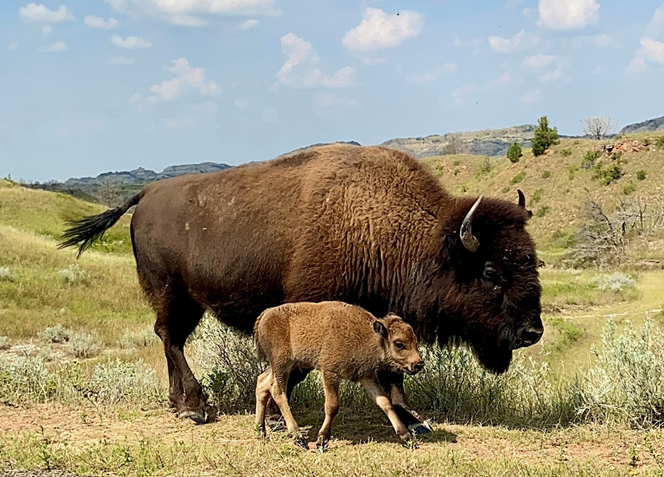 Wild buffalo of Theodore Roosevelt National Park.