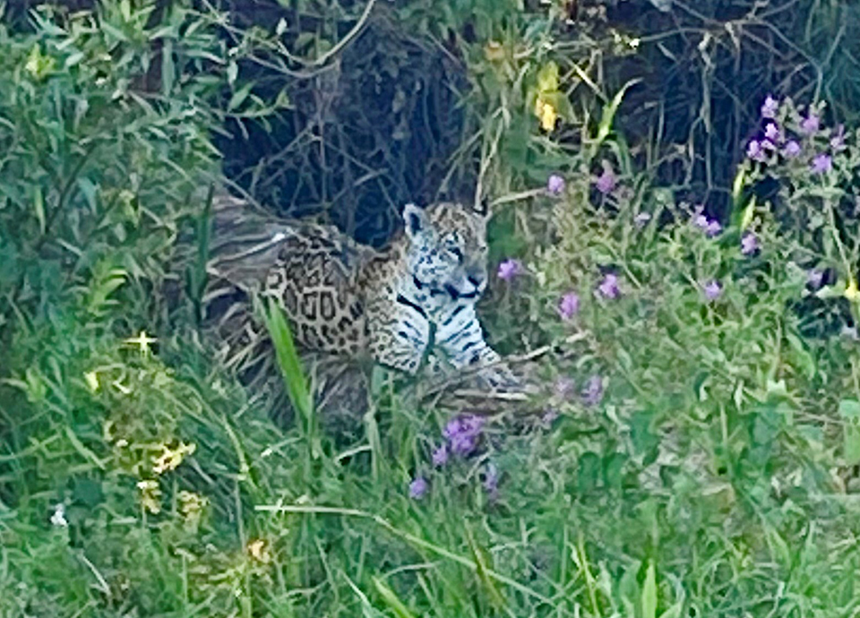 Stunning jaguar while in Brazil’s Pantanal.