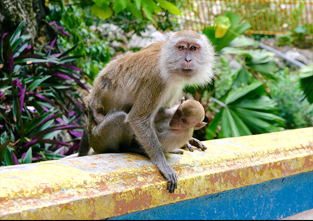 Spent hours watching the cheeky monkeys playing at the Batu Caves outside of Kuala Lumpur, Malaysia.