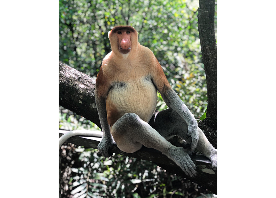 Up close and personal with a Proboscis monkey while at Labuk Bay Proboscis Monkey Sanctuary in Malaysia.