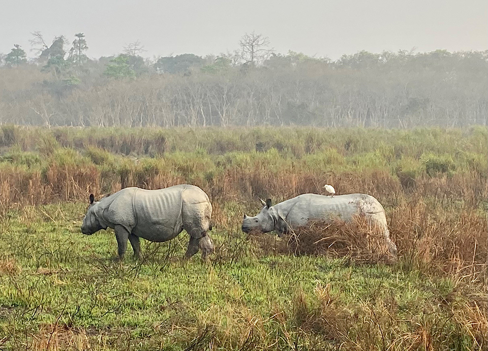 The Greater Indian One-Horned Rhino at Kaziranga National Park.