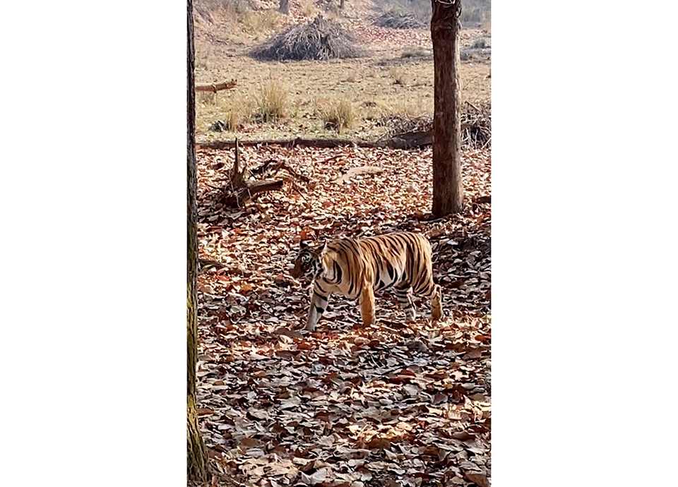 Seeing my very first wild tiger in Kanha National Park!