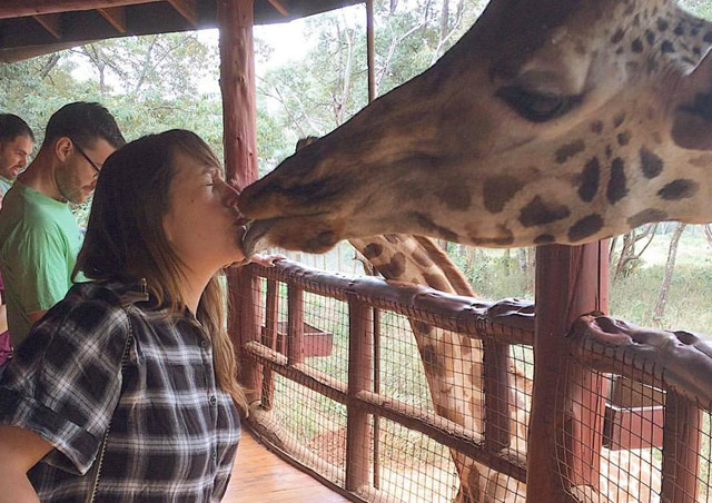 Visiting the Giraffe Center in Nairobi allowed me to get VERY up close and personal with this incredible creature.