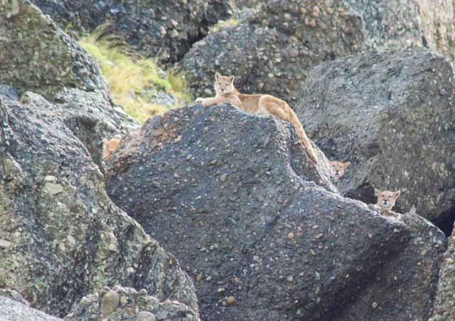 My group was very fortunate to have some amazing wildlife experiences in Patagonia.  Here, a mother puma and three cubs rest in Torres del Paine National Park.