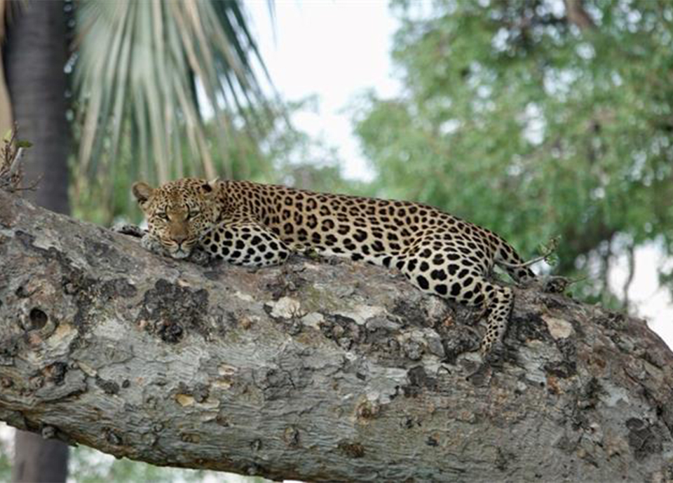 Leopard spotted in the tree while exploring the northwestern part of the Okavango Delta.