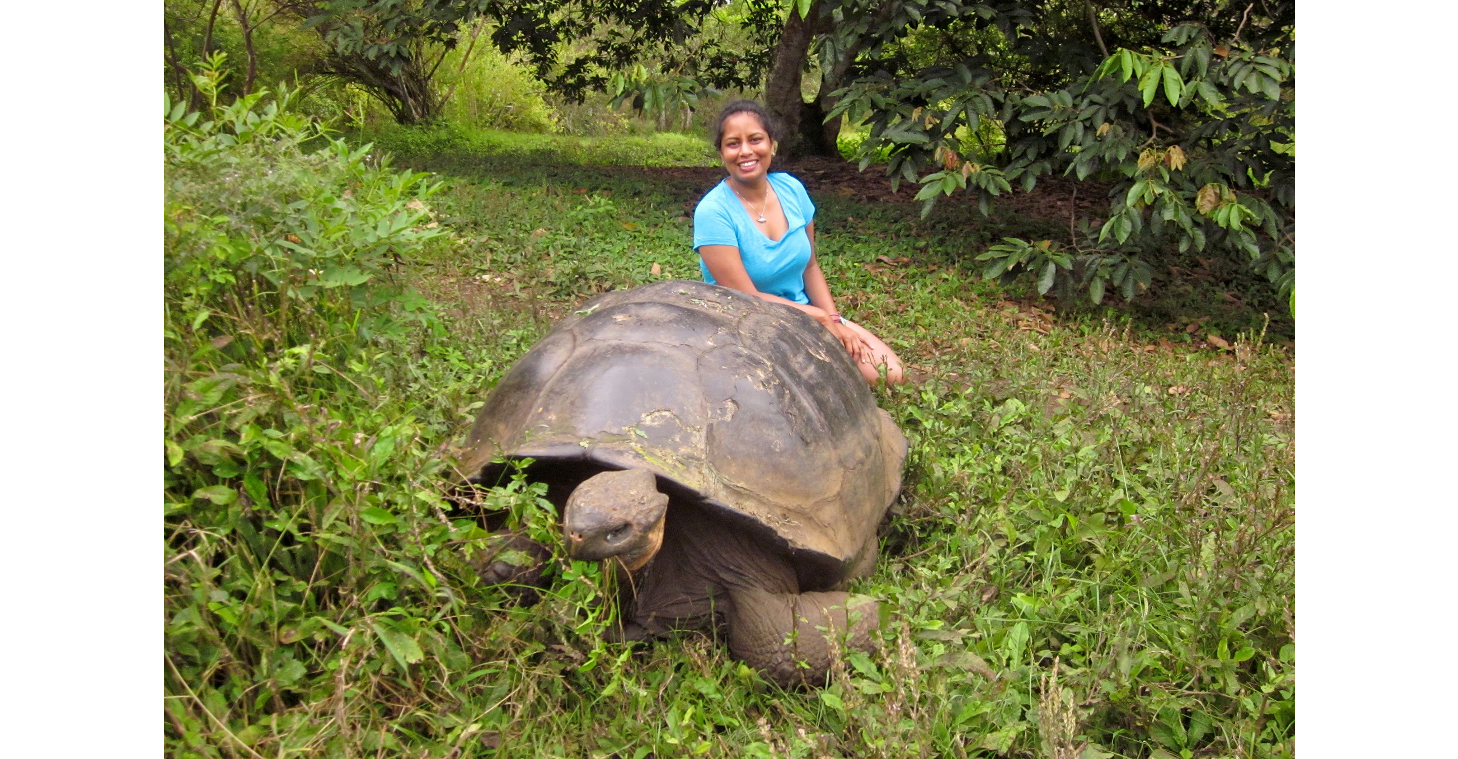 Sitting behind (not touching!) a giant tortoise in Santa Cruz, Galapagos, 2012.