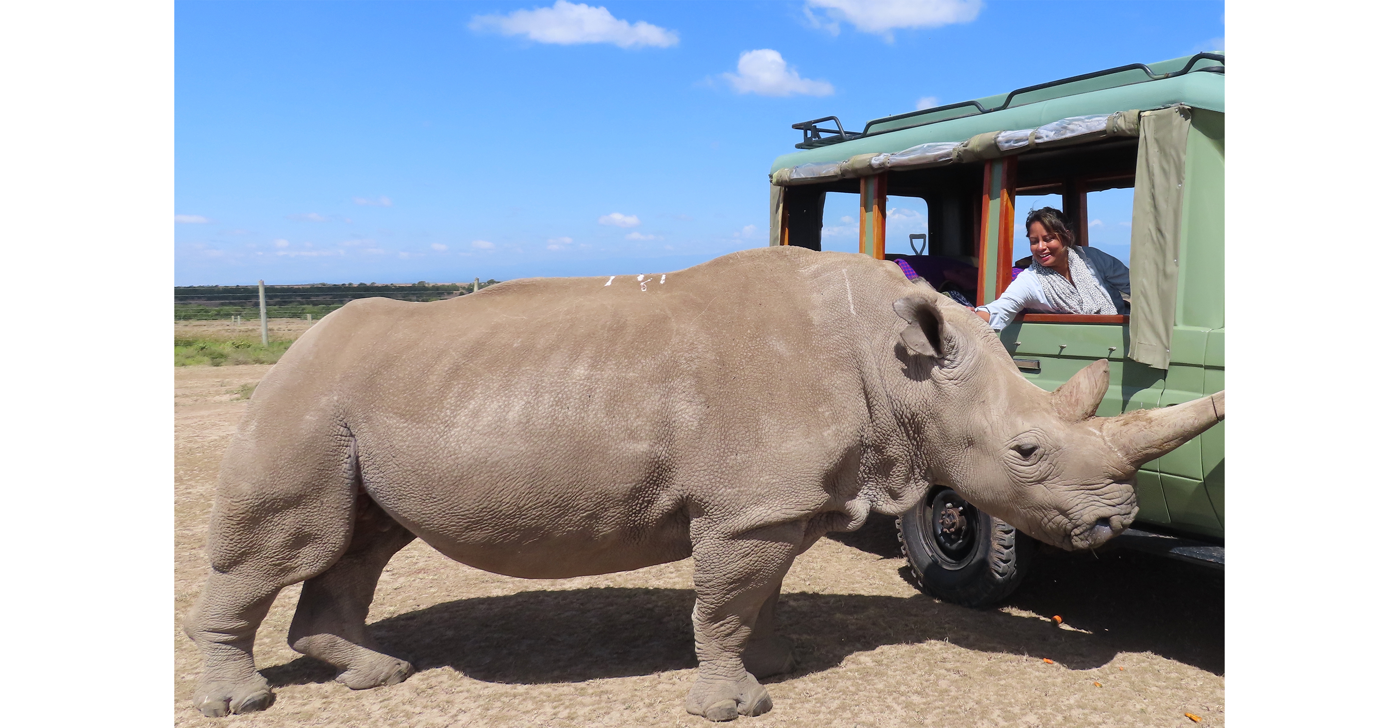Meeting one of the last two northern white rhinos, Najin, Ol Pejeta Conservancy, Kenya, 2022.