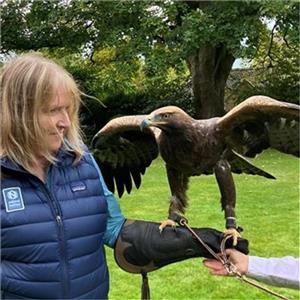 The Cotswolds Falconry Experience, Calcot & Spa, Tetbury, Gloucestershire.
