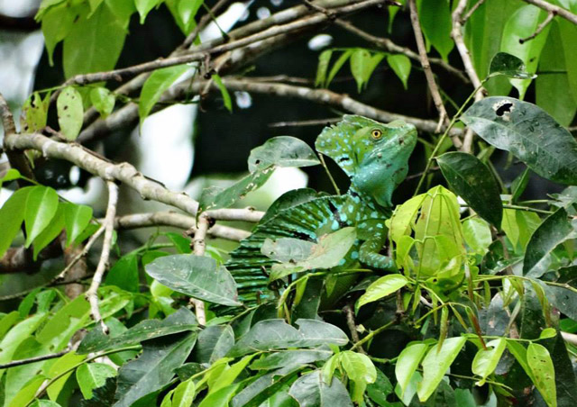 Close up of a Common Basilisk (Jesus Lizard) in Tortuguero N.P., Costa Rica
