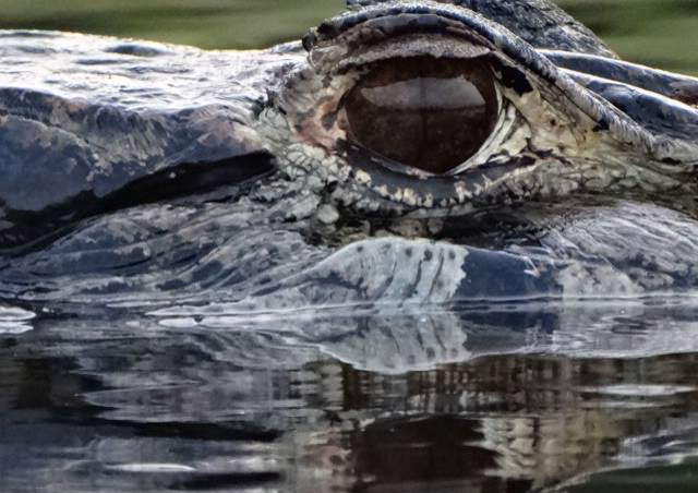 This beautiful caiman was about 9’ long.  When he tired of our presence he raised his giant head and tail out to let us know it was time to move along. – Nat Hab’s Amazon Lodge Extension.