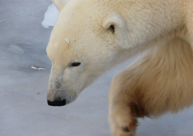 Does an animal exist that is cooler than a polar bear?!? Seeing these powerful creatures up close in Churchill, Manitoba is a completely unforgettable experience.