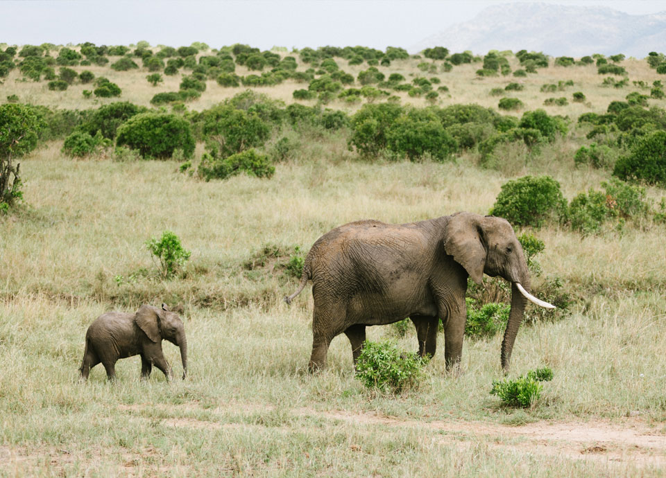 Mara Conservancy, Kenya