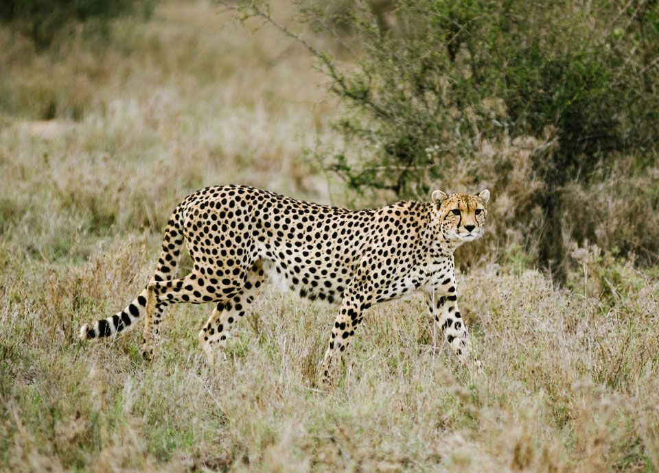 A remarkably close encounter with a cheetah on the Ol Pejeta Conservancy in Kenya