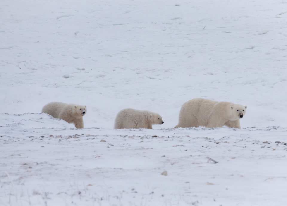A mother polar bear with her two cubs in Churchill