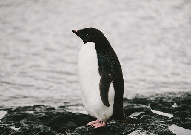 A sophisticated, yet adorable and feisty Adelie penguin.