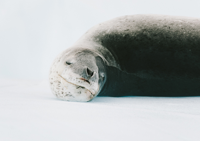 A sleeping beauty: the incredible Leopard Seal.