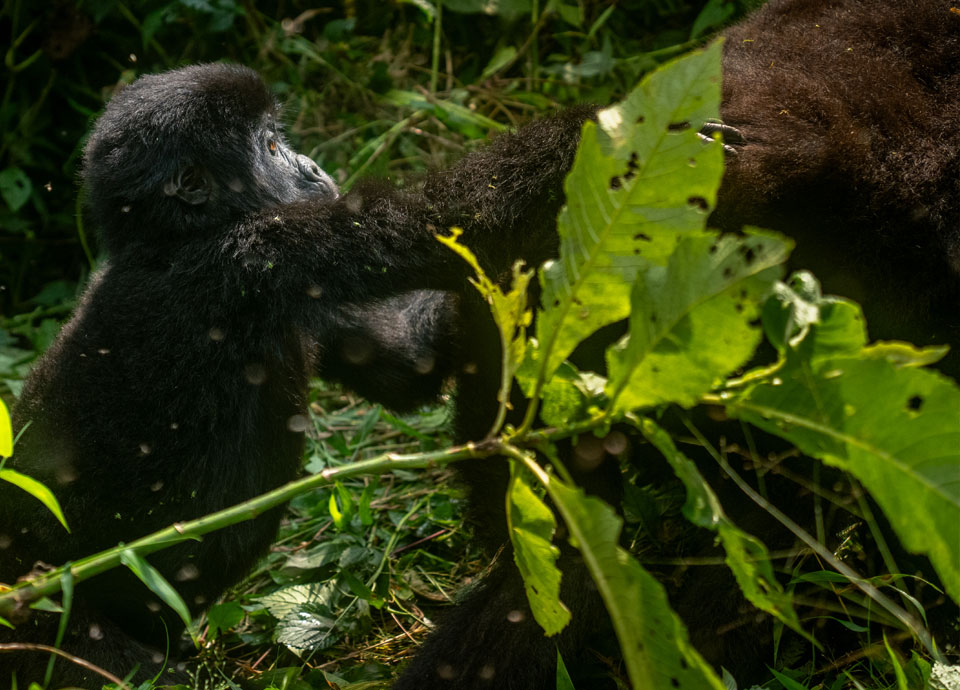 Infant gorilla climbs on mom's back. Bwindi, Uganda