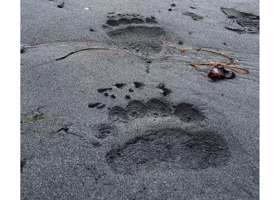 Kodiak bear tracks in Sitka, Alaska