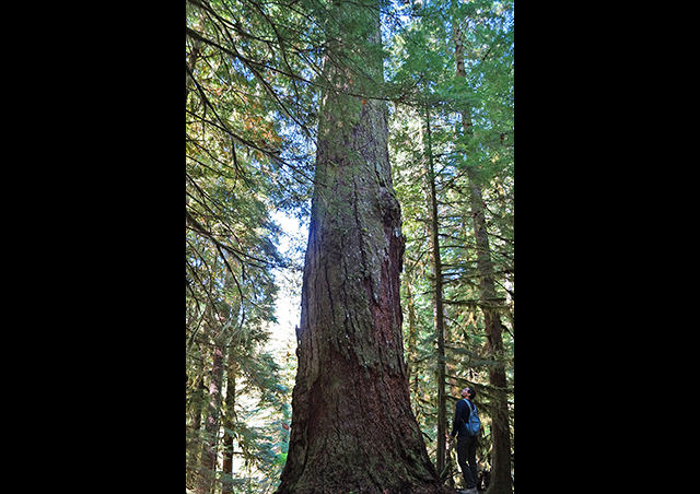 Sizing up a tree in the old-growth forests of the Pacific Northwest.