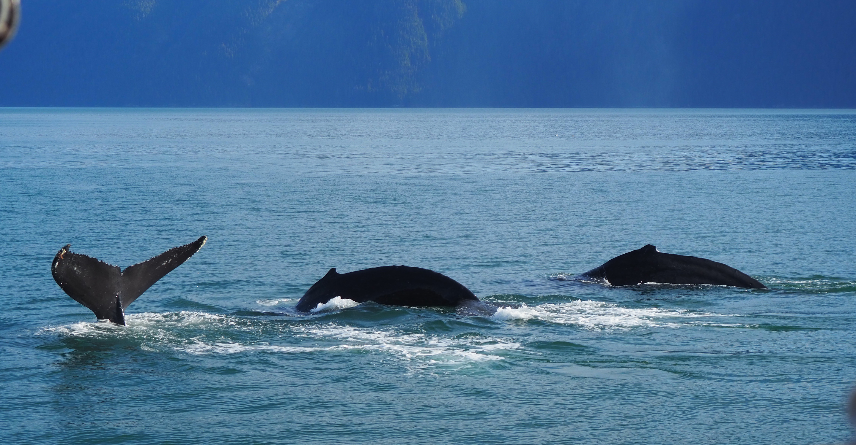 Kayaking among humpback whales in Alaska's Inside Passage.