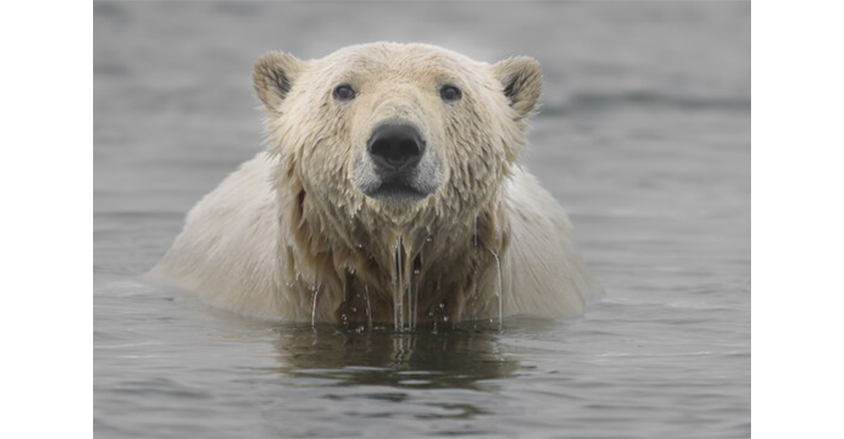 Polar bear in Kaktovik, Alaska.