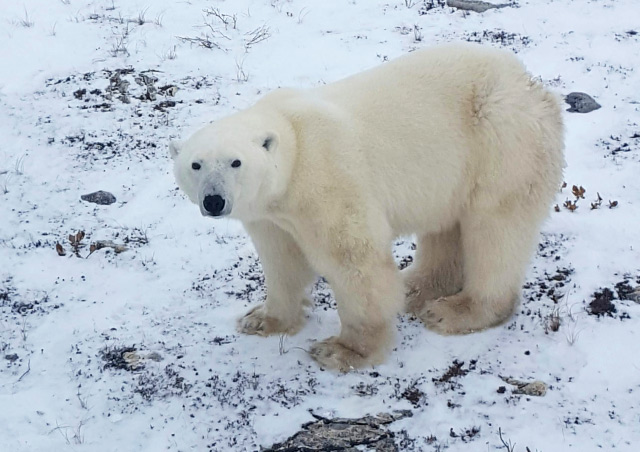 Polar bear in Churchill.