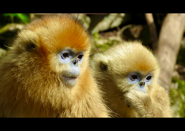 One of the coolest sightings on our China trip: golden snub-nosed monkeys. These Old-World monkeys are endemic to a small area in the temperate, mountainous forests of central and Southwest China, and we have the opportunity to see them right up close during our adventure!