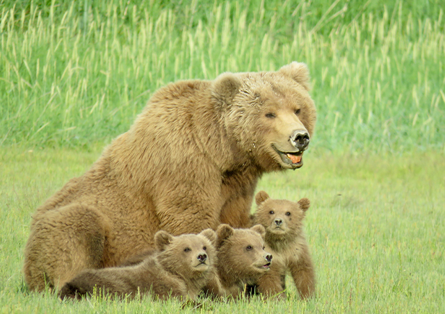 Getting up close and personal on foot with a mama bear and her three spring cubs in Hallo Bay on our Alaska Grizzly: Kodiak to Katmai adventure.