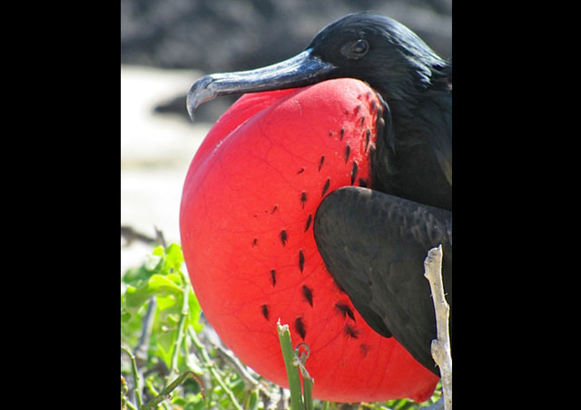 Male frigate birds were amazing to photograph.
