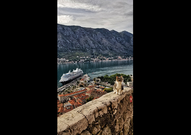 Kotor, Montenegro is full of stray cats, and this cutie made her way all the way up the steep hike above the bay with us to hang out.