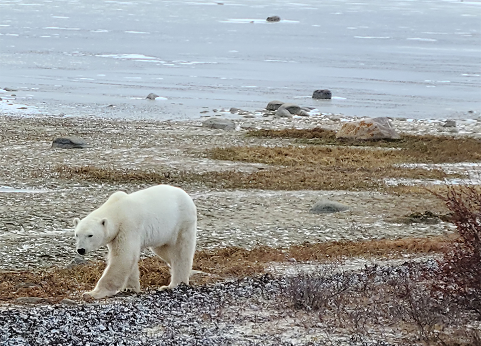 Spotting polar bears from the Polar Rover on my Tundra Lodge trip!