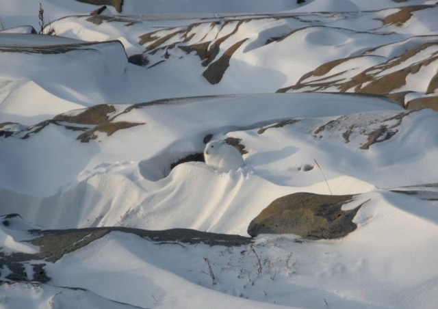 Arctic hares have amazing winter camouflage. Can you spot this one?