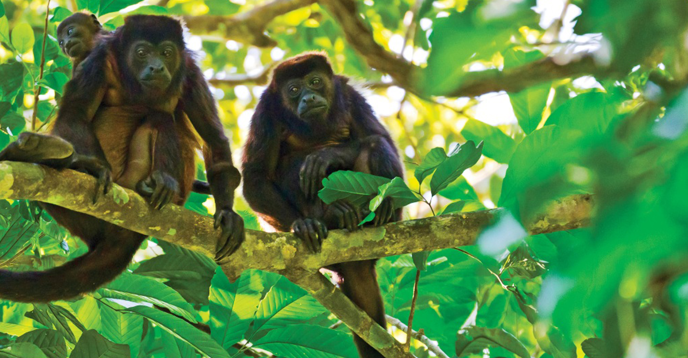 Jungle monkeys. Тропические леса Африки приматы. Обезьяны тропических лесов Африки. Обезьяна тропического леса Индии. Обезьяны — мартышки сельвы Южной Америки.