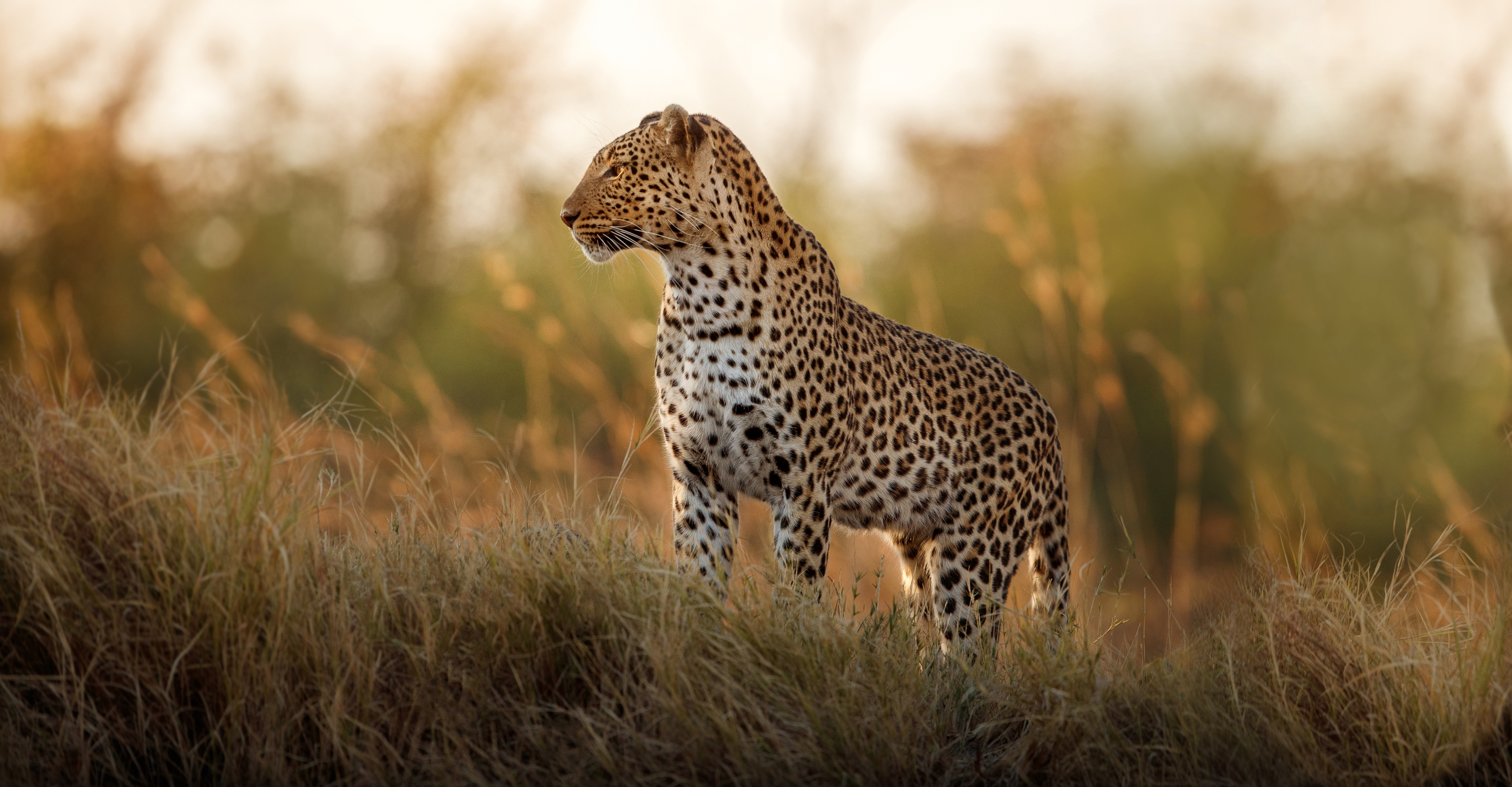 tyk Tanzania Nu South Africa Safari | Africa | Natural Habitat Adventures
