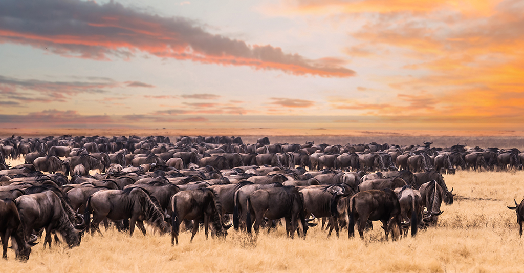 The Great Kenya Migration Safari