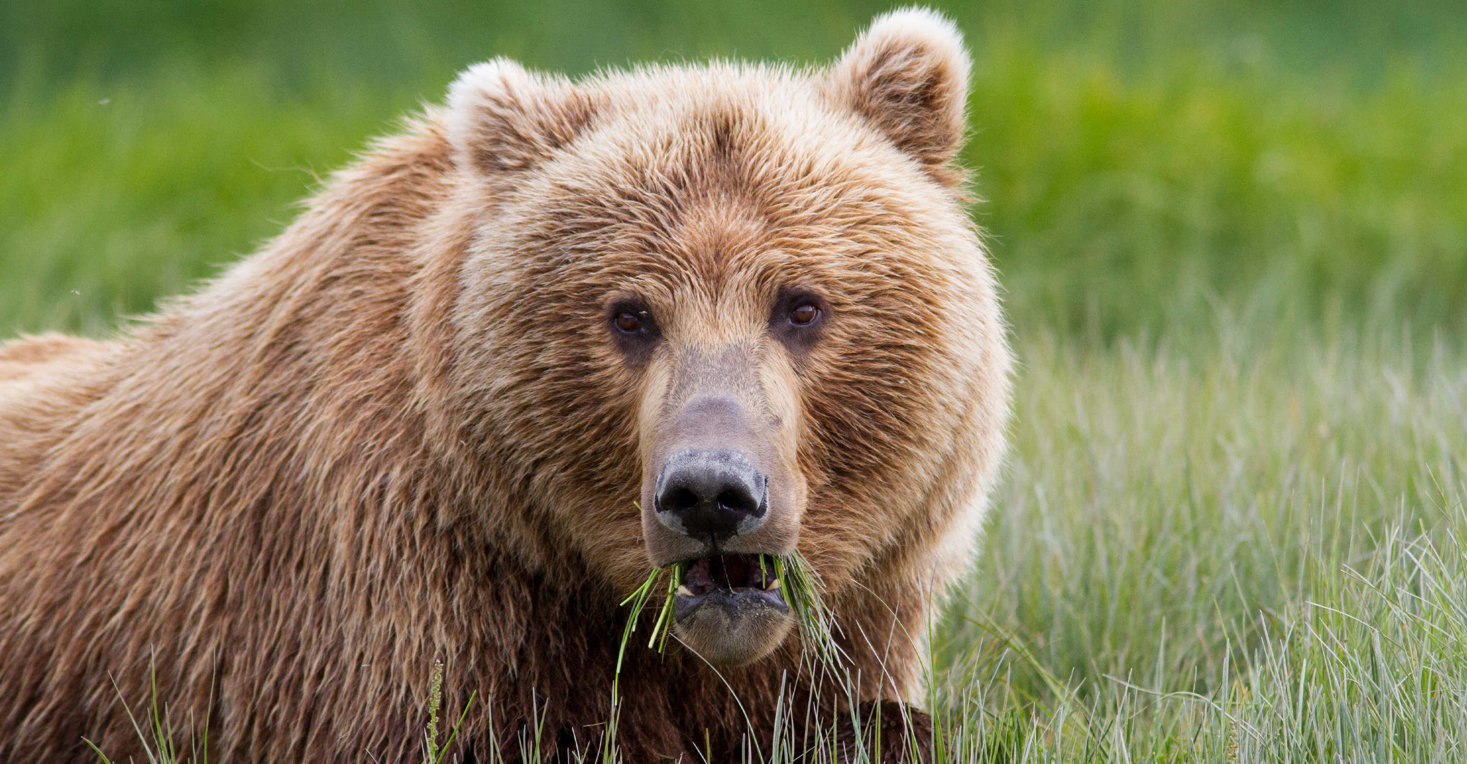 Wild Alaska Grizzly Encounter