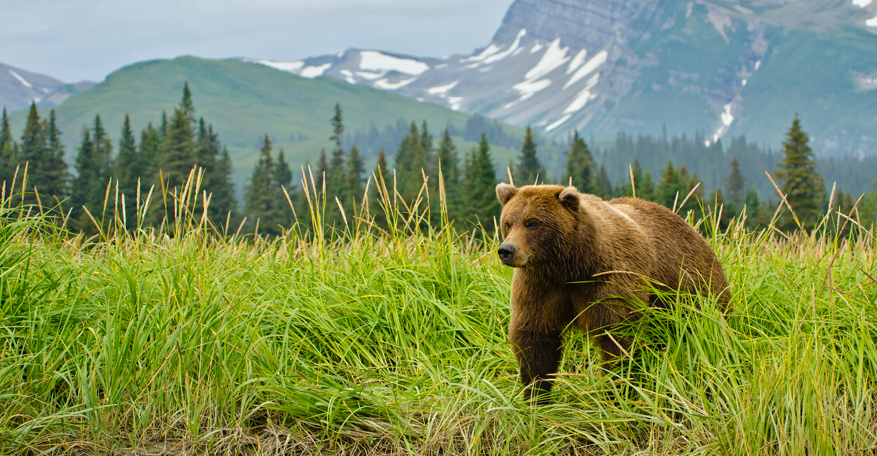 Животное тайги бурый медведь. Северная Америка медведь Гризли. Медведь Гризли на Аляске. Северная Америка медведь Гризли Аляска. Бурый медведь в тайге.