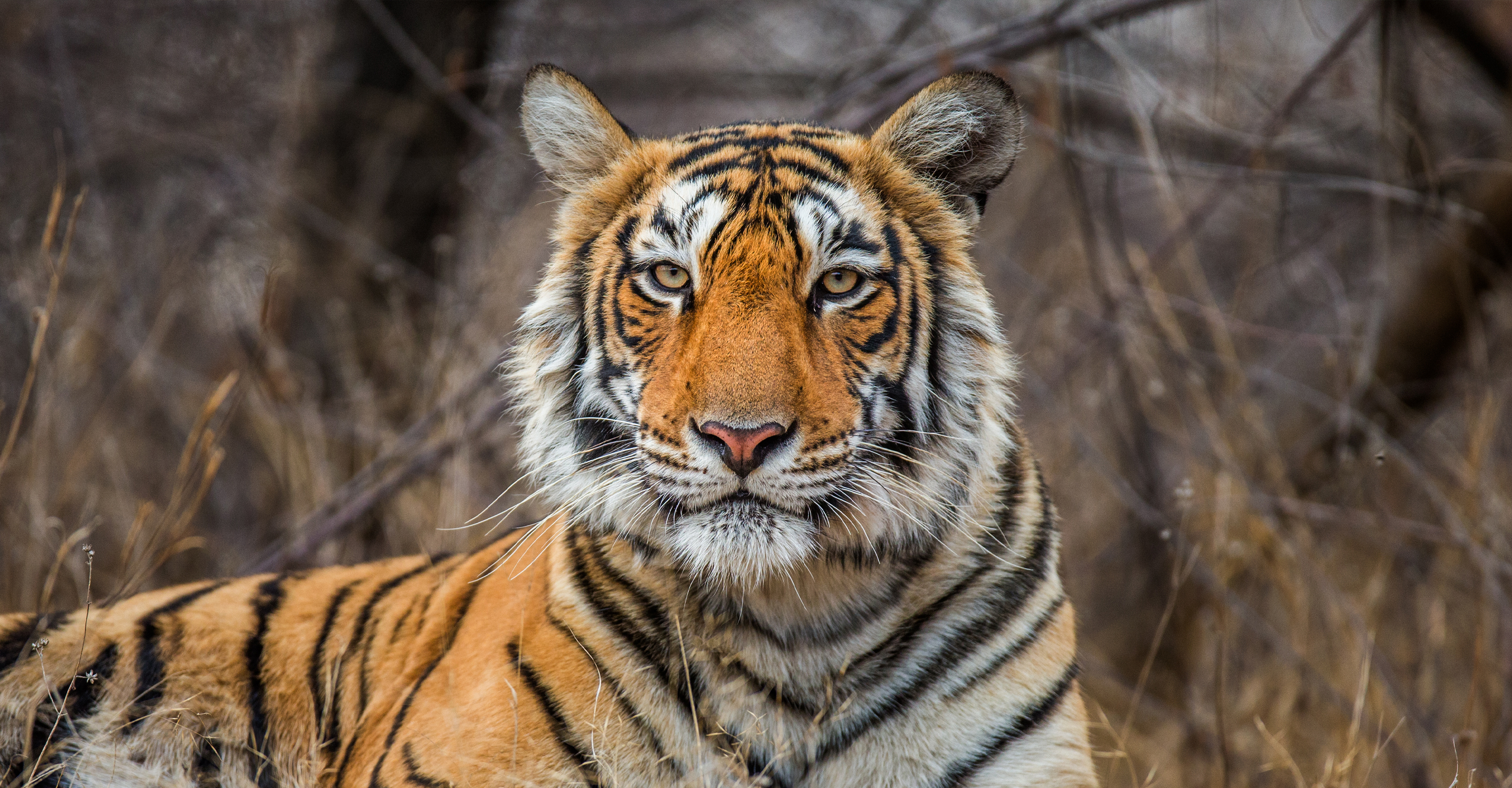 India Tiger Quest