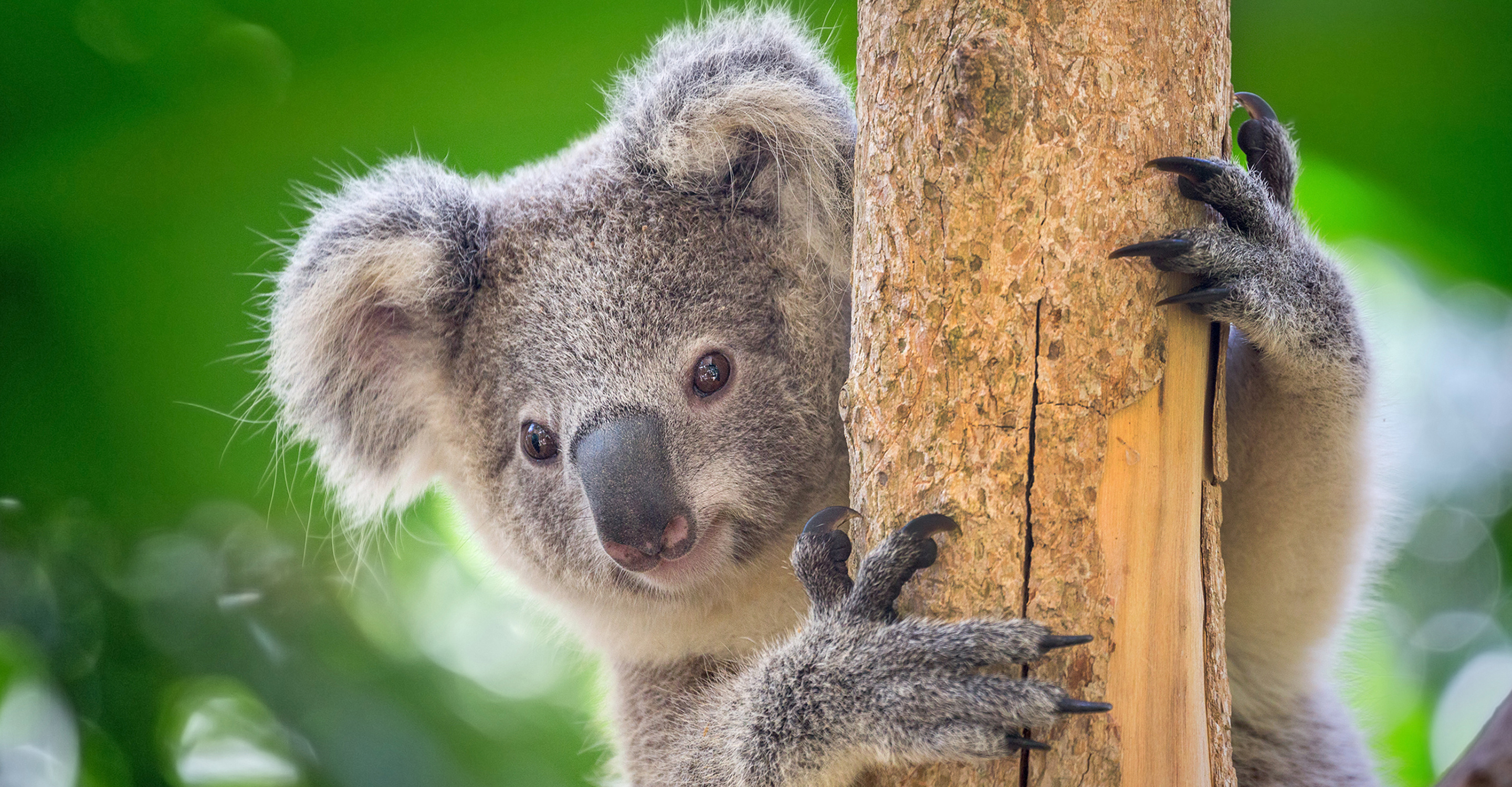 Koala Wine Tumbler Personalized, Koala Gifts For Her - Personalized Custom  in 2023