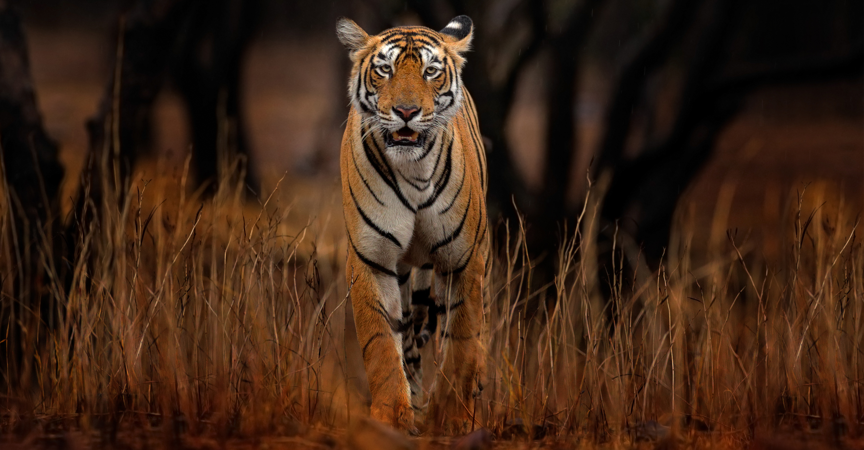 India Tiger Safari: A Photo Pro Expedition