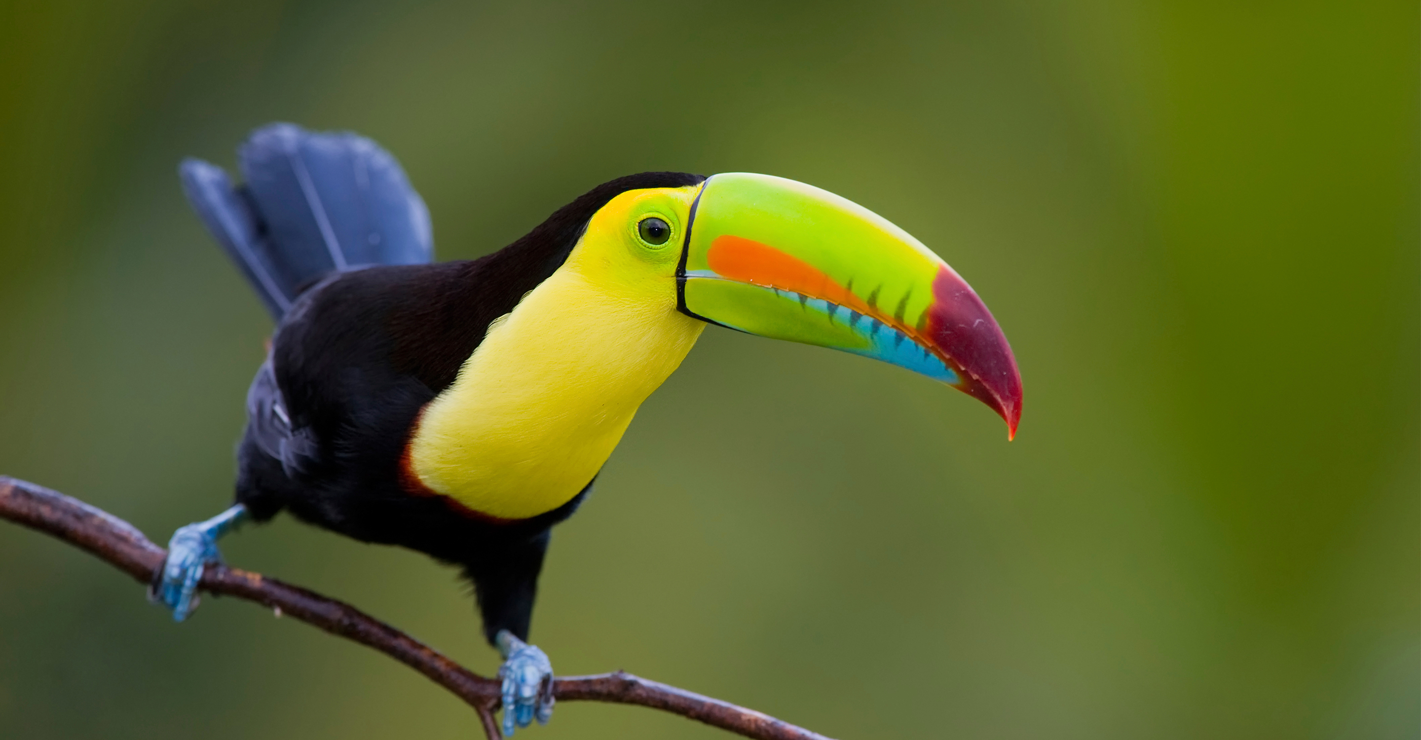 Natural Jewels of Costa Rica