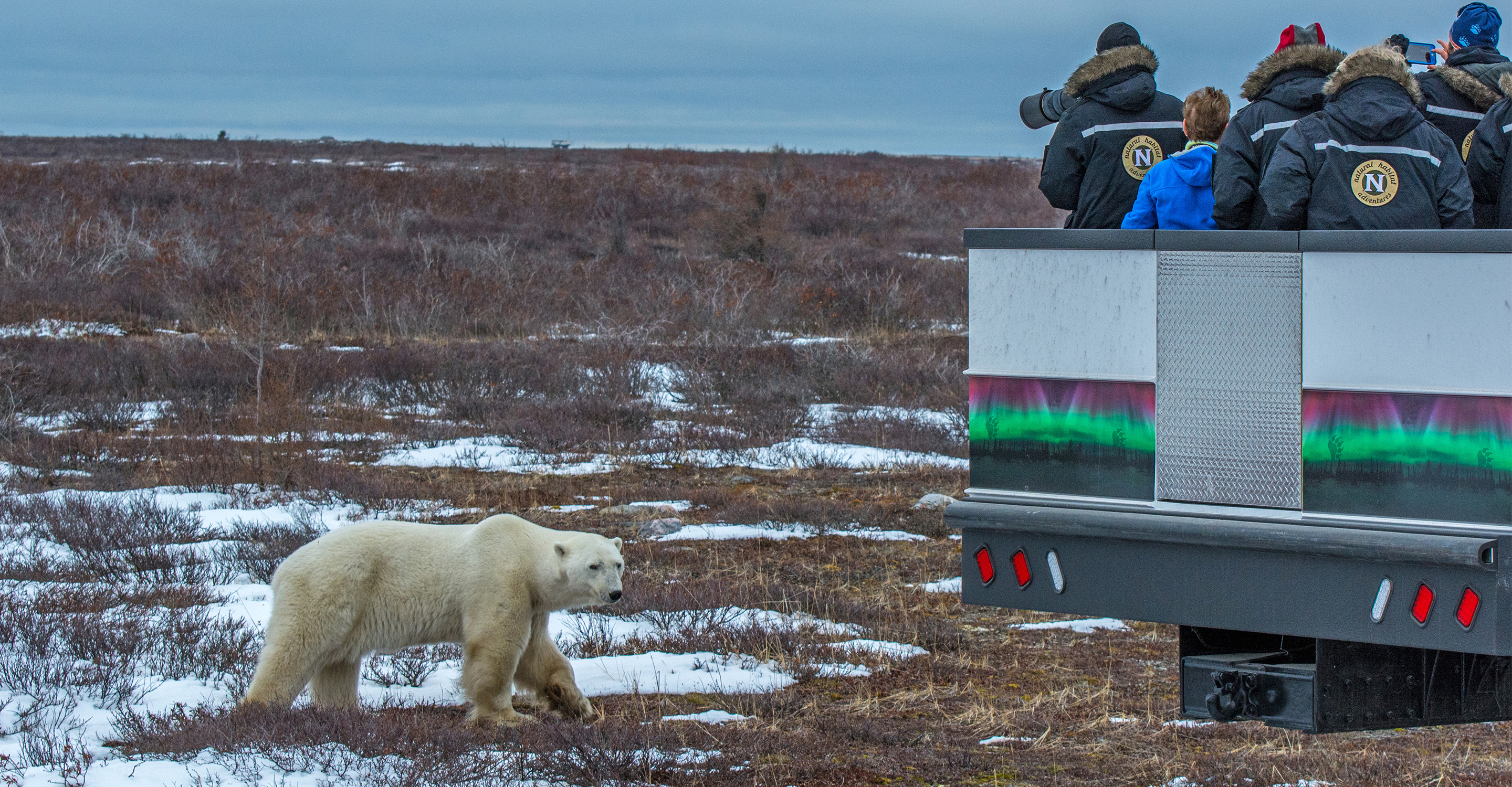 Churchill Polar Bear Tours | Natural Habitat Adventures