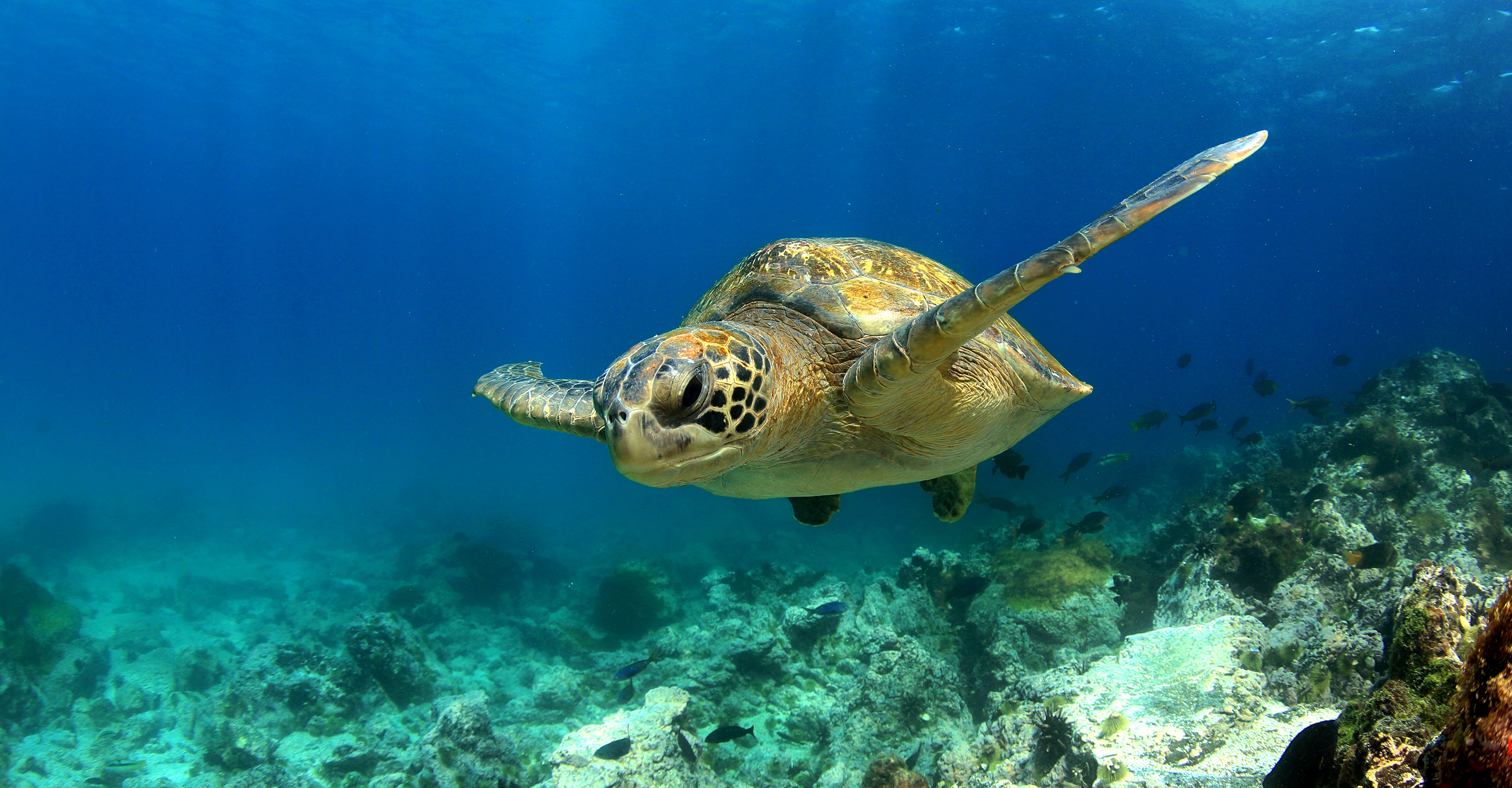 udtale Cape udløb Galapagos Tours & Cruises | Natural Habitat Adventures