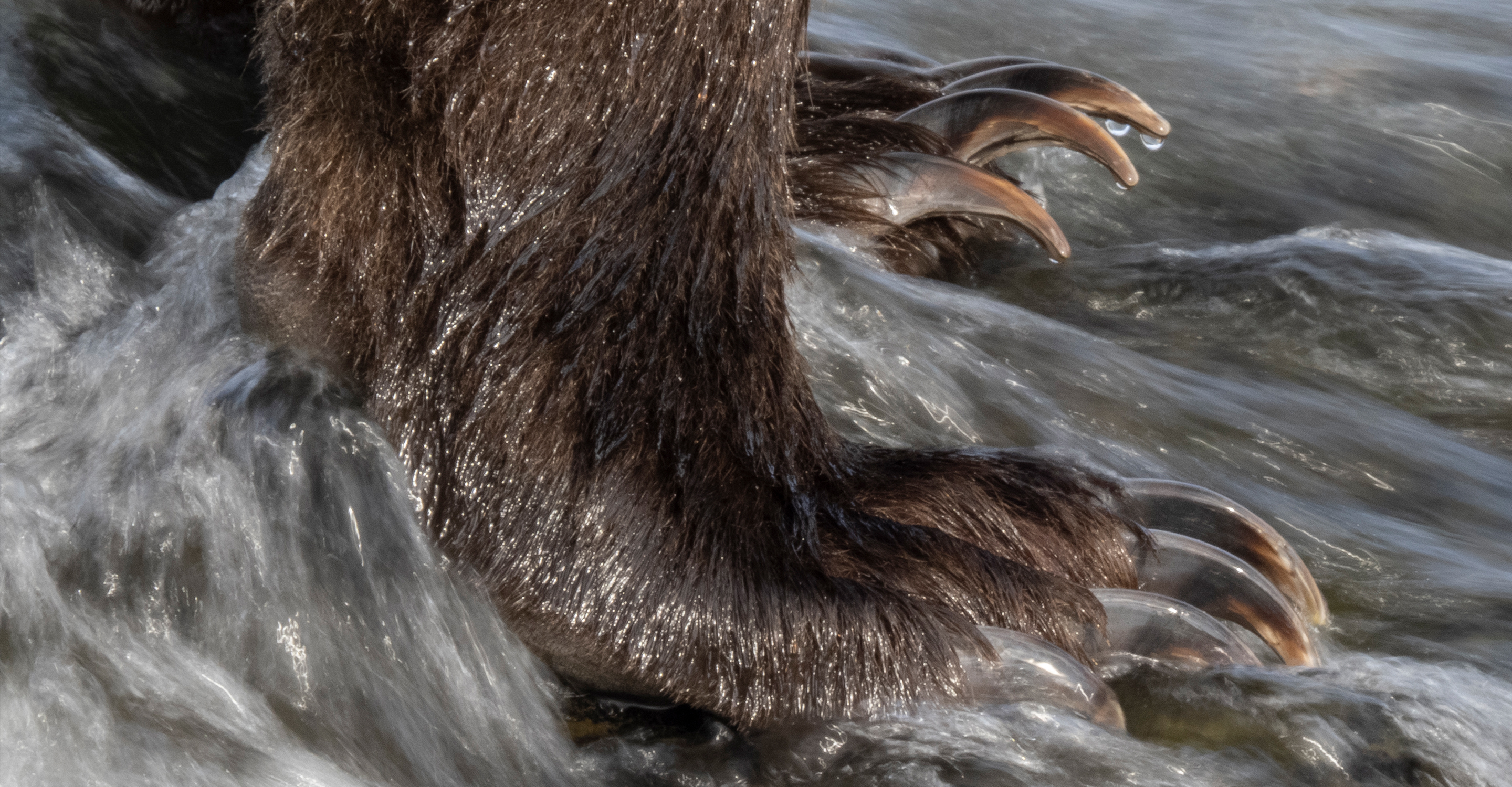 A close up of a brown bear's claws standing in Brooks Falls, Alaska, USA