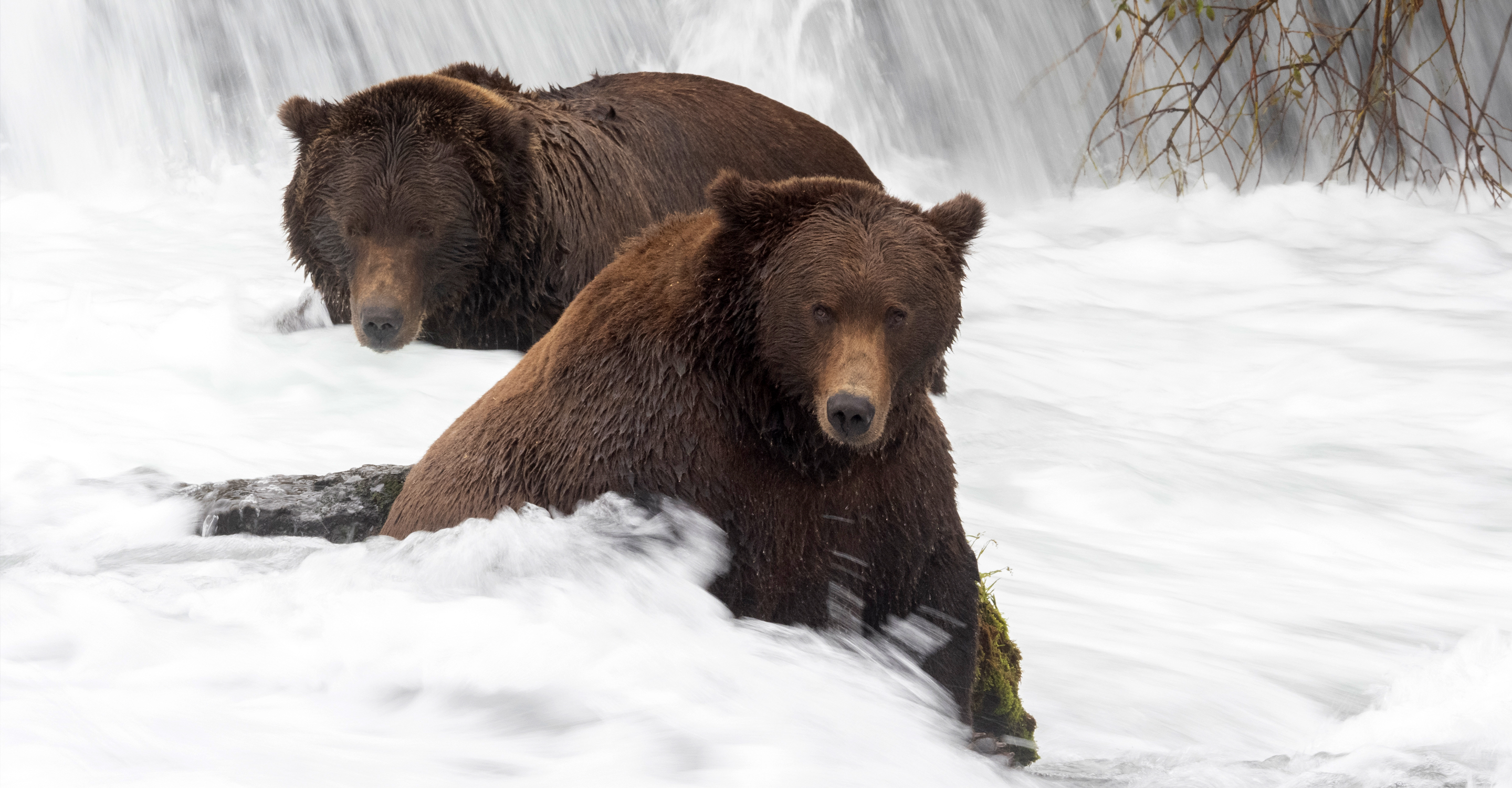 Two brown bears sit in Brooks Falls waiting for salmon, Alaska, USA