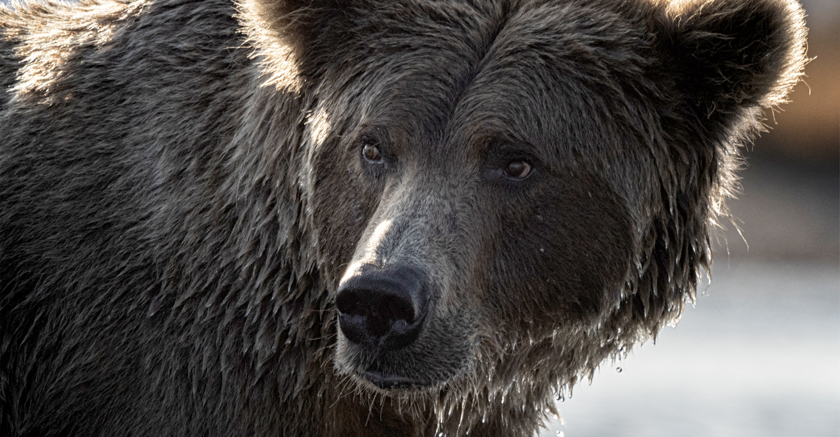 A close up of a brown bear's face in Katmai National Park, Alaska, USA