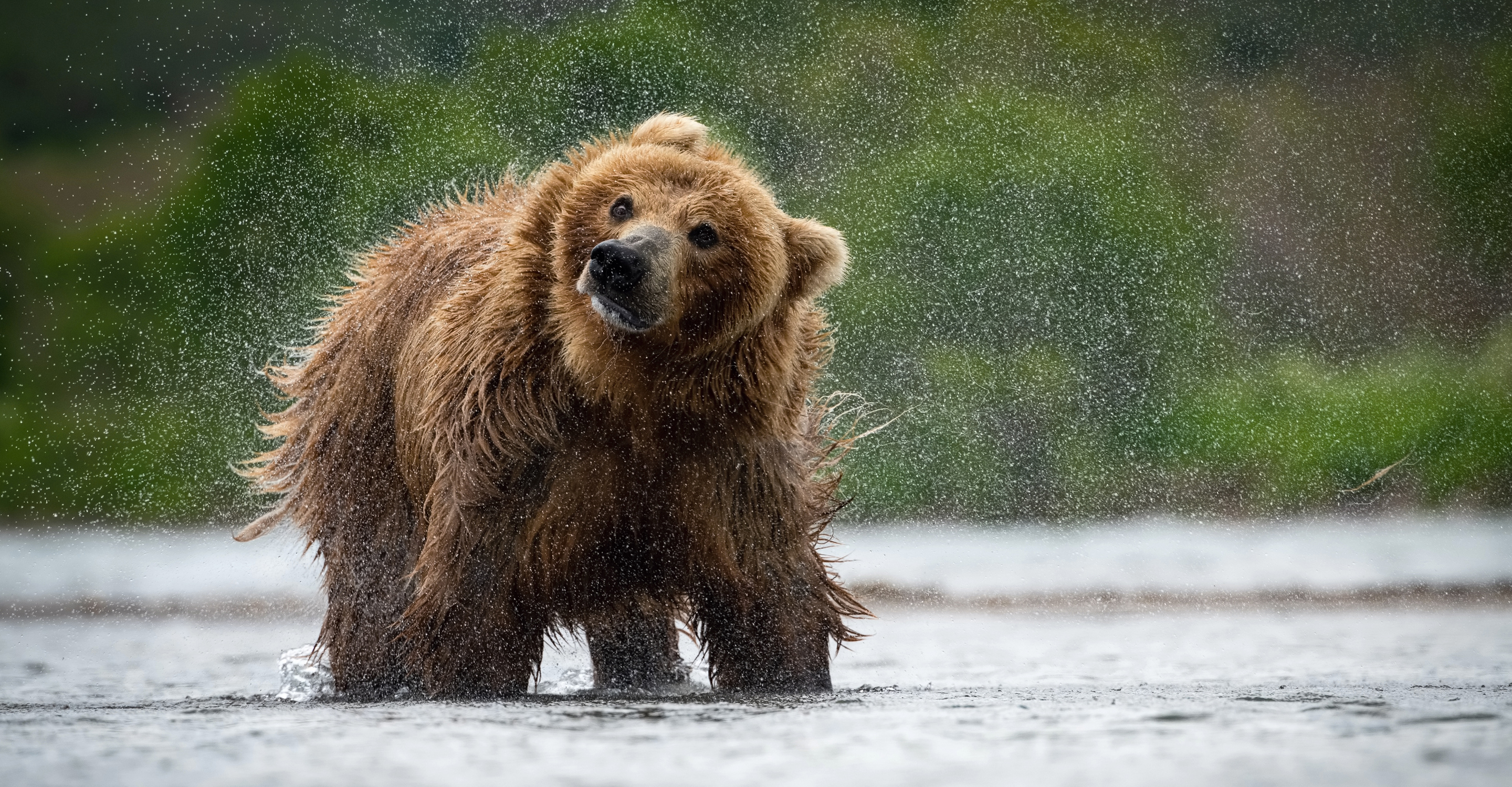 A brown bear shakes off in the water in Brooks Falls, Alaska, USA