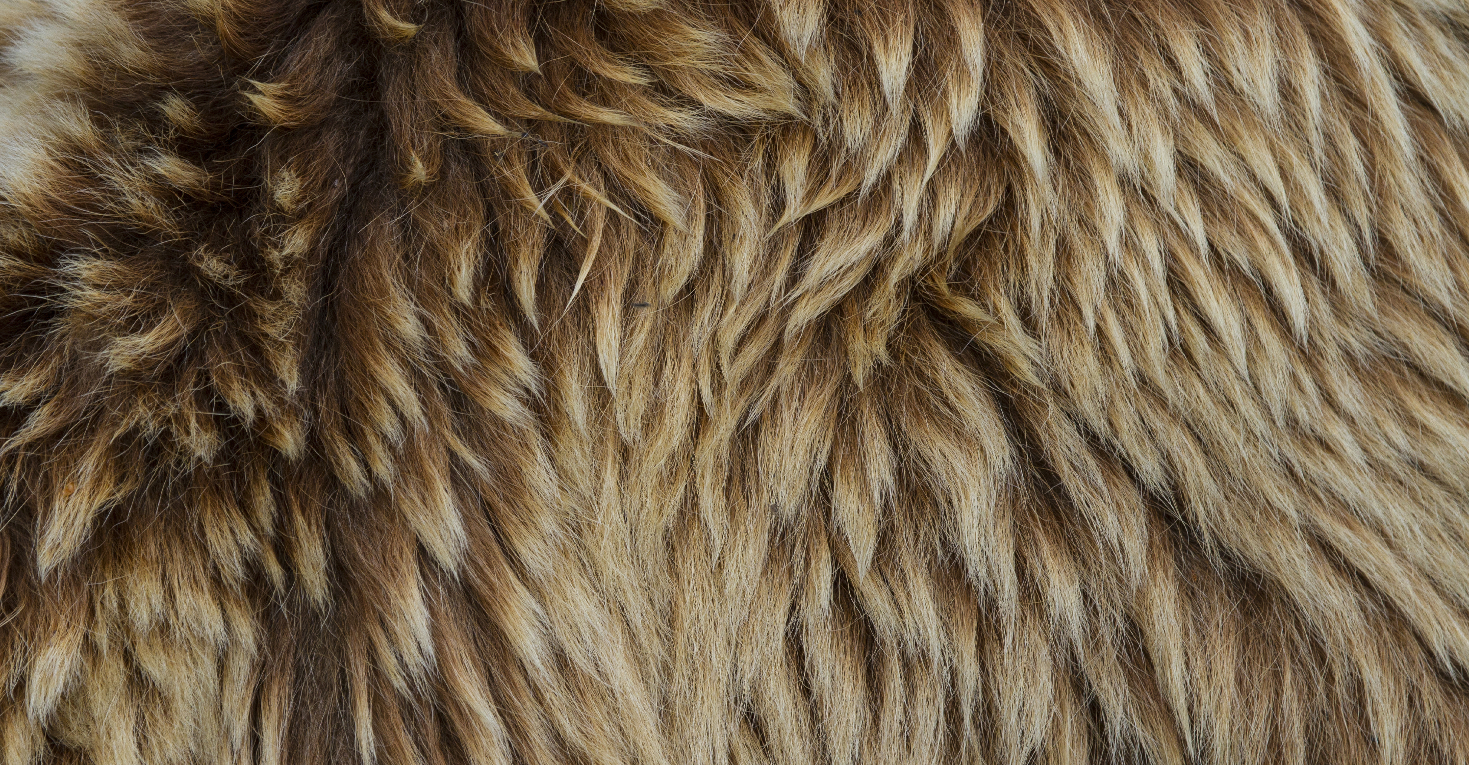 A close up of a brown bear's fur, Alaska, USA