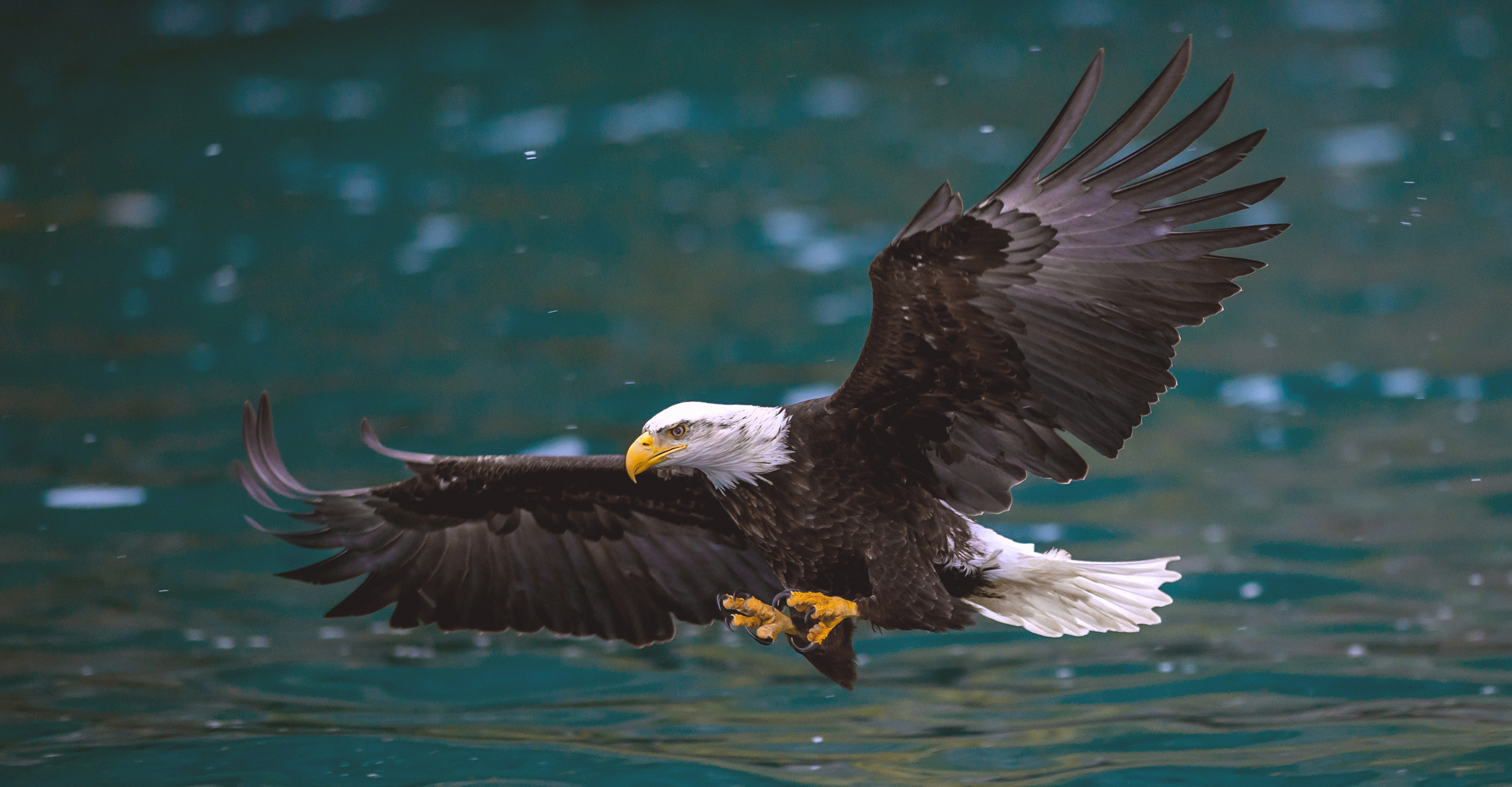 A blad eagle flies over the water to catch a fish in the Kenai region of Alaska, USA