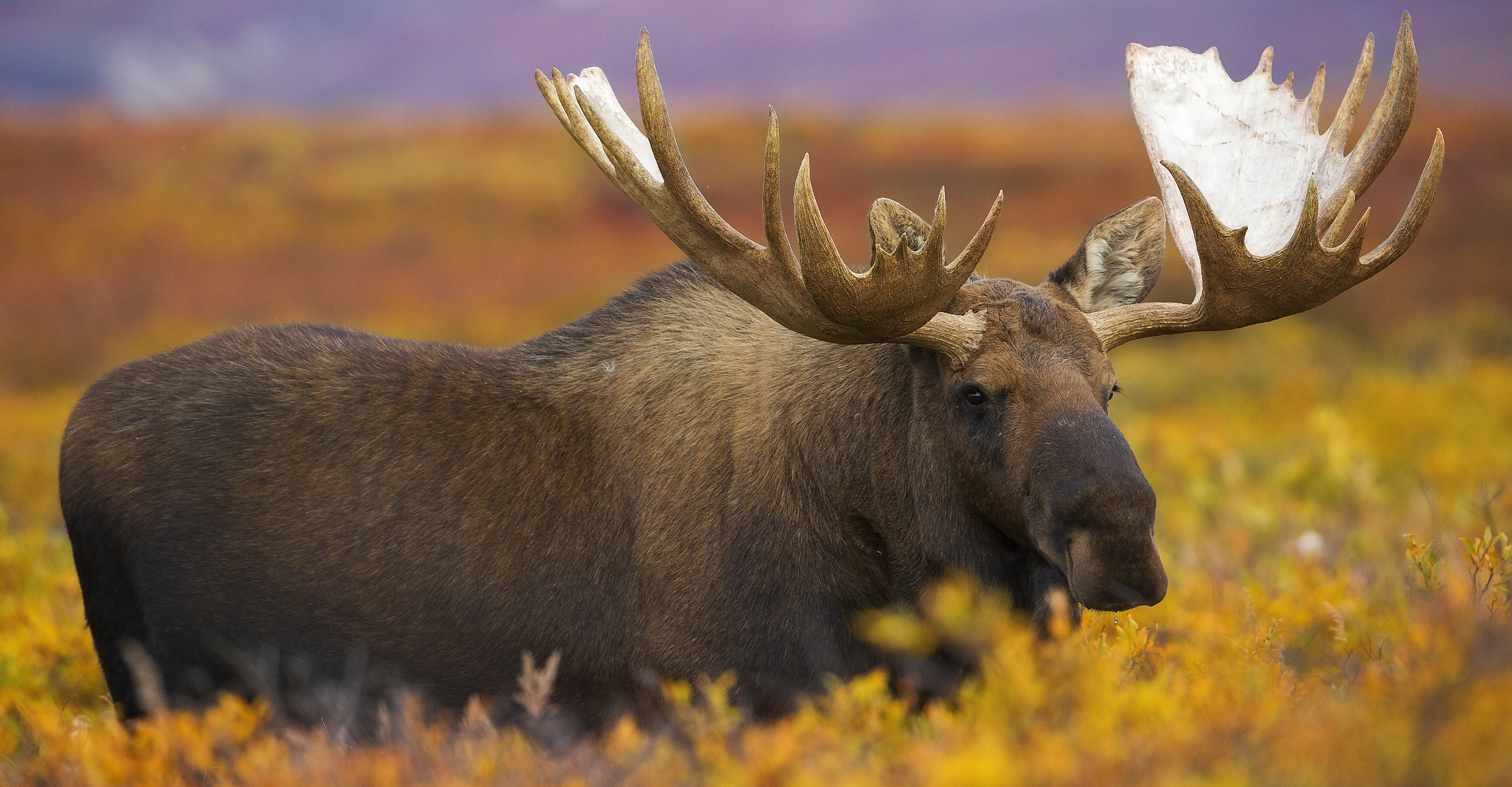 A bull moose stands among autumn colors, Denali National Park, Alaska, USA